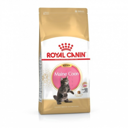 Pisici - Royal Canin Maine Coon Kitten