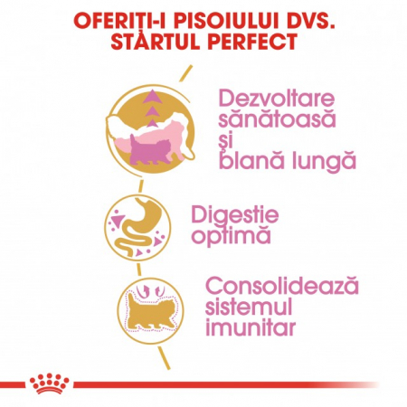 Royal Canin Persian Kitten [4]