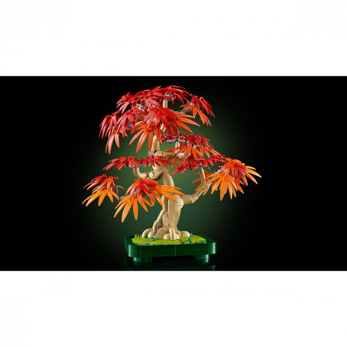 Bonsai de artar japonez rosu [10]