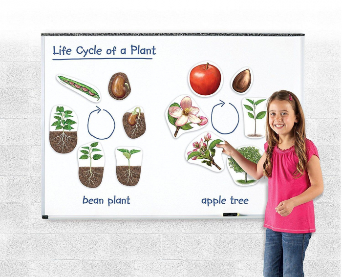 Ciclul vietii plantei - set magnetic [5]