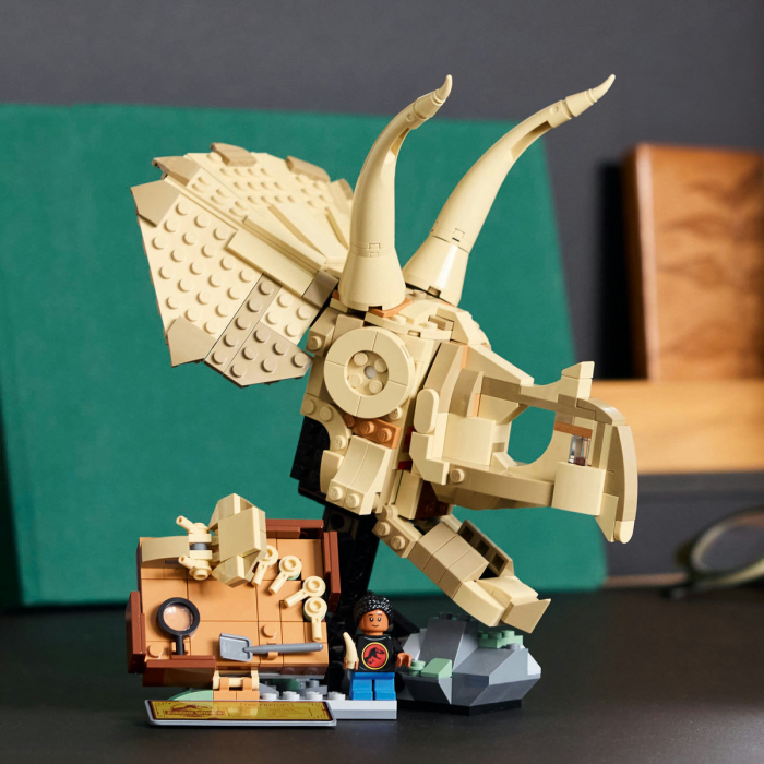  Fosile de dinozaur: craniu de Triceratops [8]
