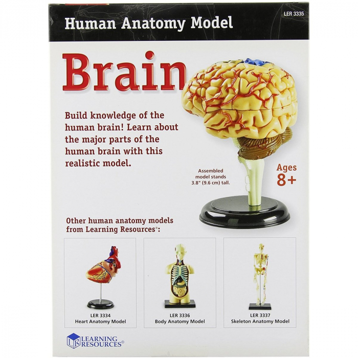 Learning Resources Creierul uman - machetă [3]