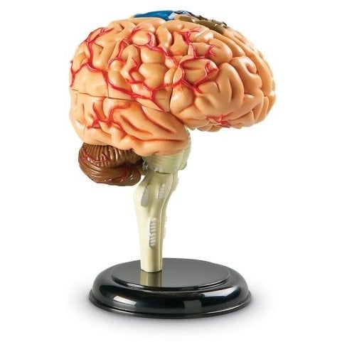 Learning Resources Creierul uman - machetă [2]