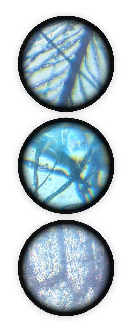 Microscop - 15 experimente [5]