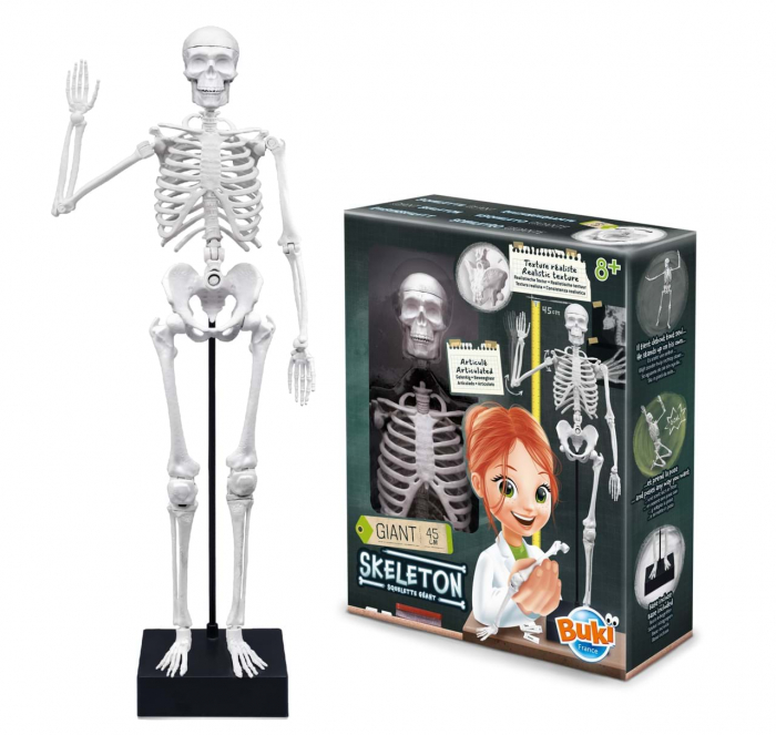 Schelet Gigant 45 cm [5]