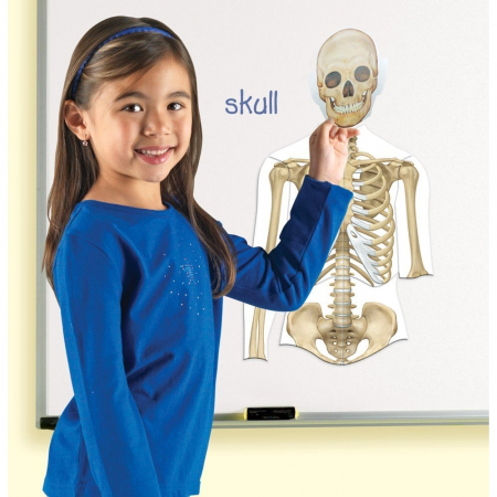 Learning Resources Corpul uman - set magnetic [4]