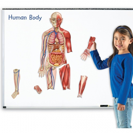 Learning Resources Corpul uman - set magnetic [2]