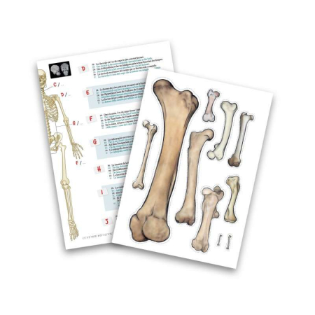 Schelet 85 cm [3]