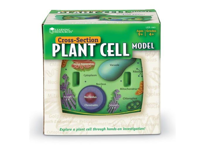 Sectiunea celulei plantei [4]