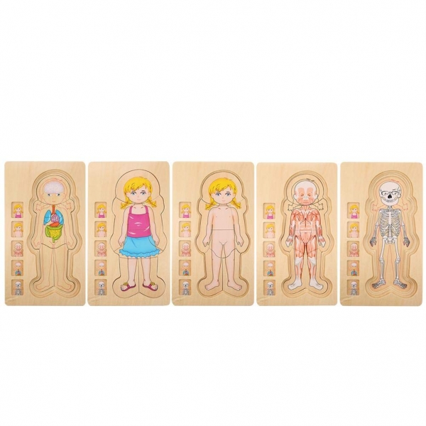 Puzzle Lemn Incastru Corpul Uman - Anatomie Onshine [7]