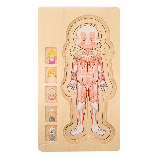 Puzzle Lemn Incastru Corpul Uman - Anatomie Onshine [4]