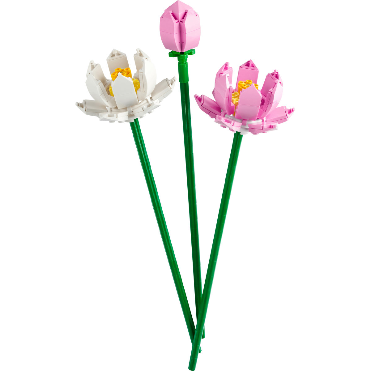  Lotus [5]