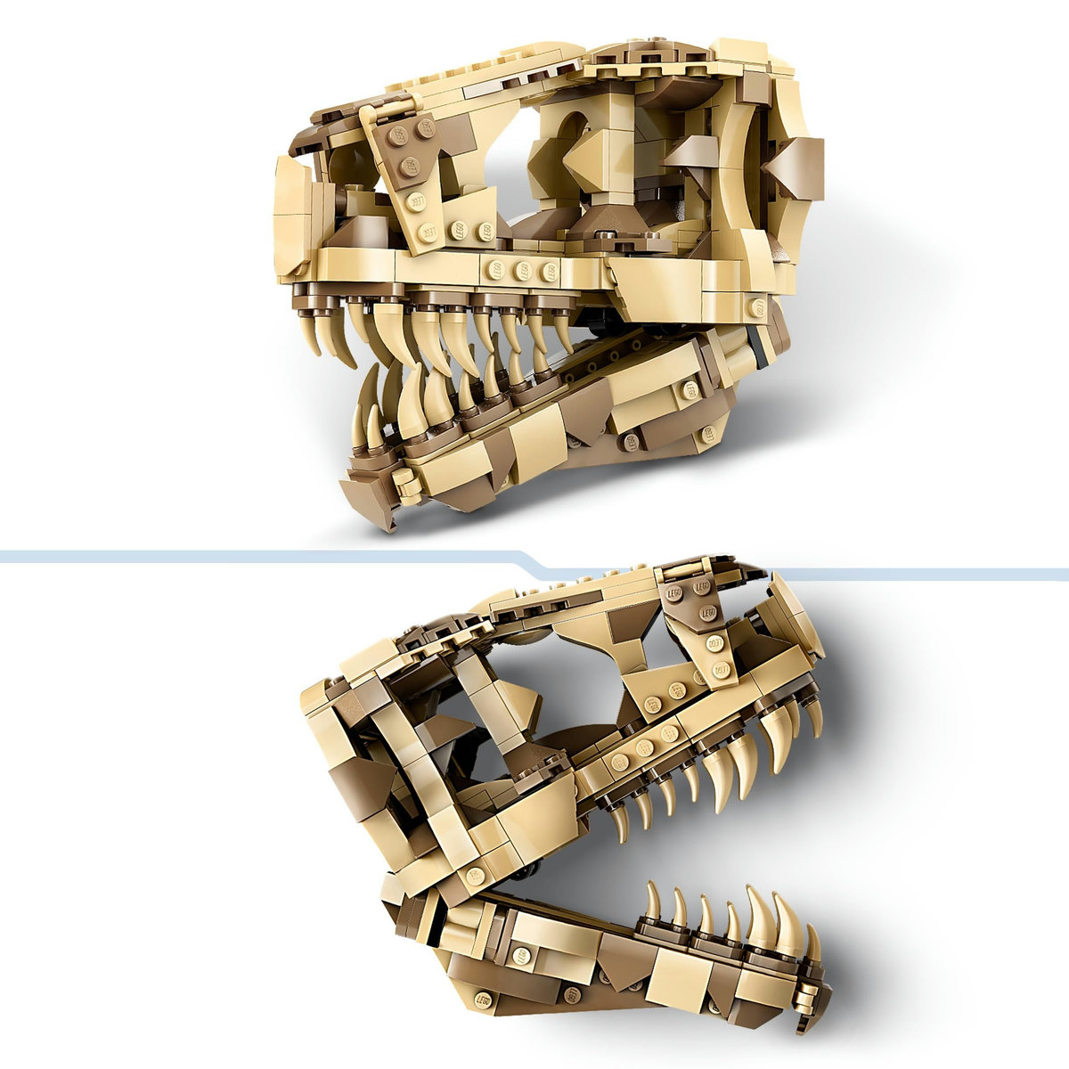  Fosile de dinozaur: craniu de T.rex [8]