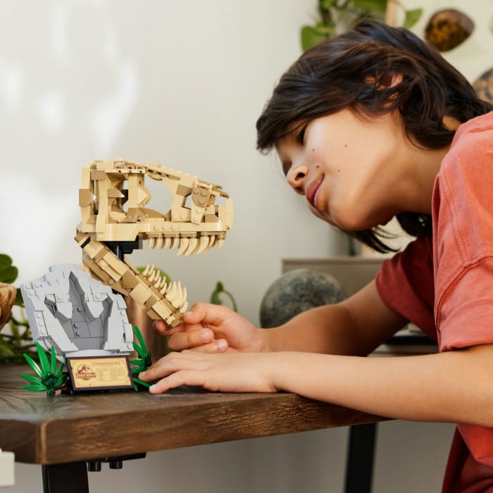  Fosile de dinozaur: craniu de T.rex [5]