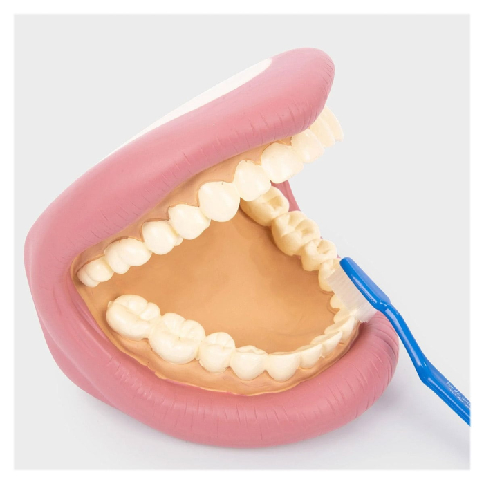 Model dentar demonstrativ, Tickit [5]