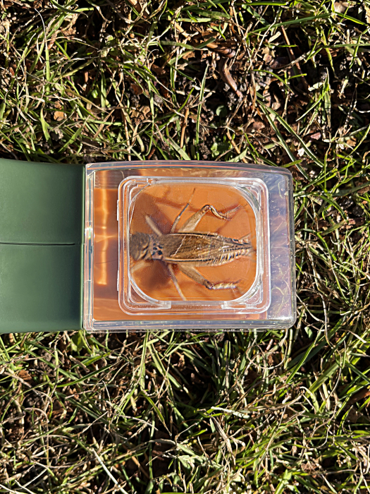 Observator insecte BugView, cu lupa marire 5x [4]