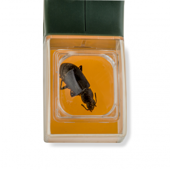 Observator insecte BugView, cu lupa marire 5x [6]