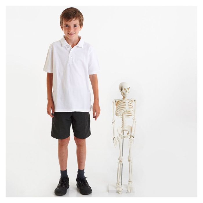 Schelet uman la jumatate de scara, 85 cm, TickiT [2]