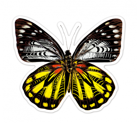 Abtibilduri razuibile - Fluturi, colectia Creatii Naturale [3]