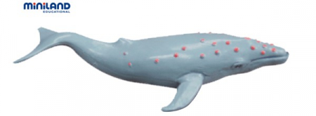 Animale marine set de 8 figurine - Miniland [3]