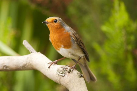 Binoclul exploratorului cu busola [2]