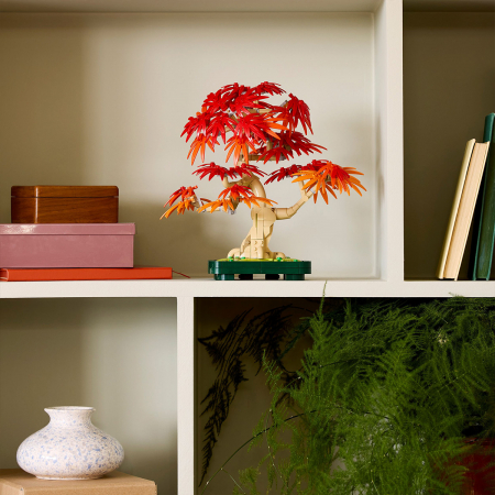  Bonsai de artar japonez rosu [7]