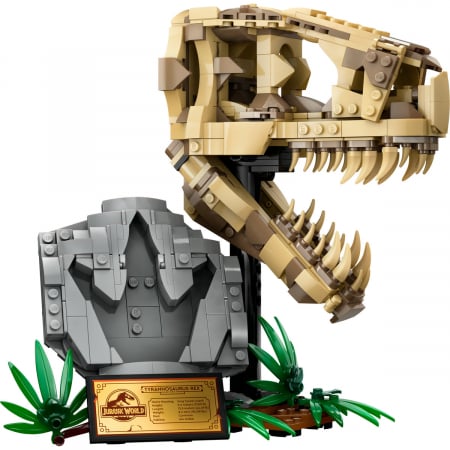  Fosile de dinozaur: craniu de T.rex [6]