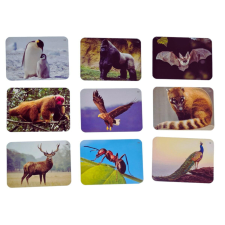 Joc lingvistic Learning Cube® - Arca lui Noe [1]