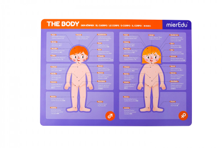 Joc magnetic educativ - Anatomia Umana [8]