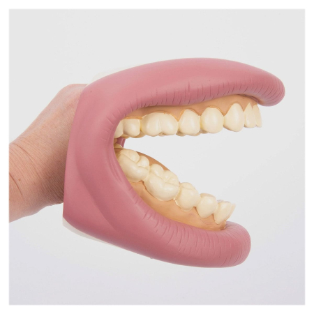 Model dentar demonstrativ, Tickit [3]