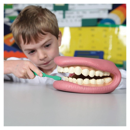 Model dentar demonstrativ, Tickit [1]