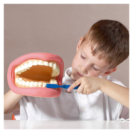 Model dentar demonstrativ, Tickit [2]