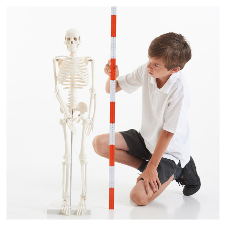 Schelet uman la jumatate de scara, 85 cm, TickiT [3]