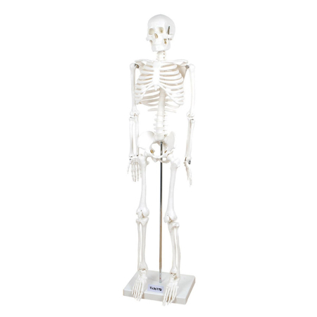 Jucarii 10 ani+ - Schelet uman la jumatate de scara, 85 cm, TickiT