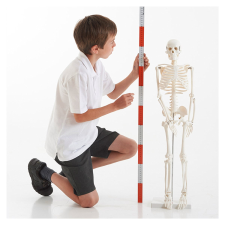 Schelet uman la jumatate de scara, 85 cm, TickiT [2]