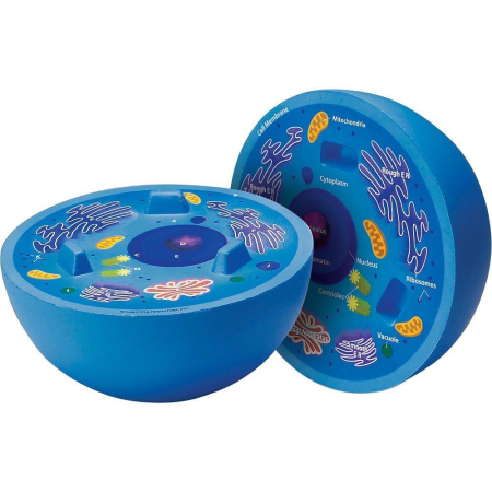 Noutati - Sectiunea celulei animale