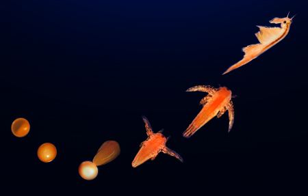 Set educativ STEM - AQUA DRAGONS® Habitat HATCH'N'GROW [4]