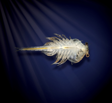 Set educativ STEM - AQUA DRAGONS® Habitat HATCH'N'GROW [3]