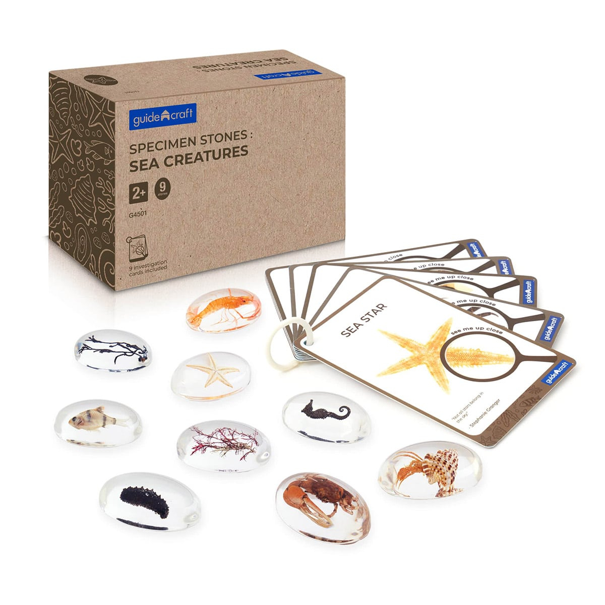 Specimen Stones, pietre din acril cu creaturi marine