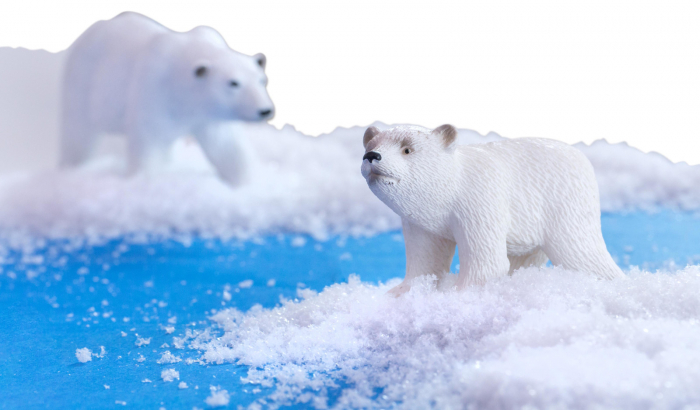 Animale arctice [4]