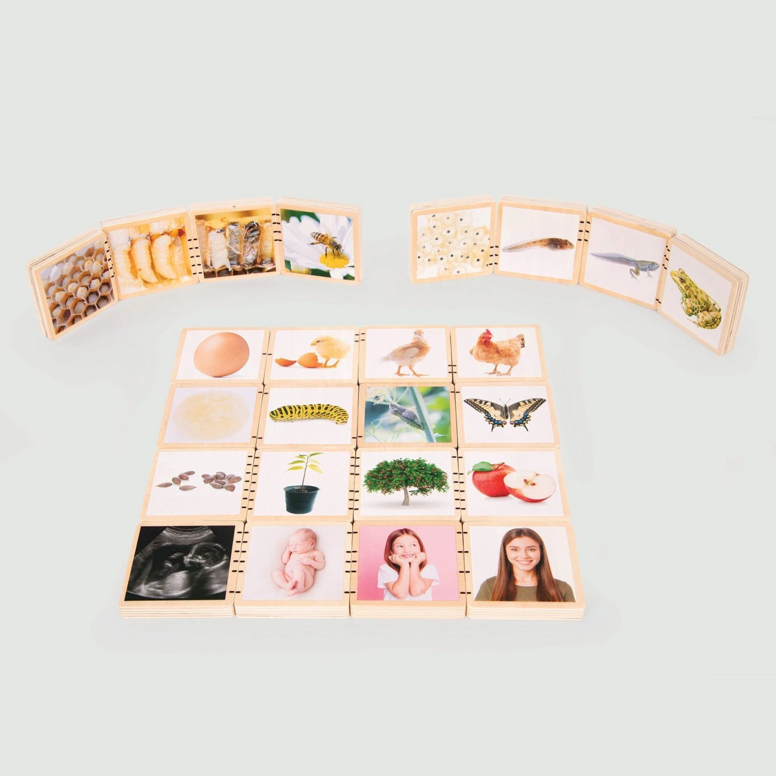 Plăci din lemn cu ciclul de viață [4]