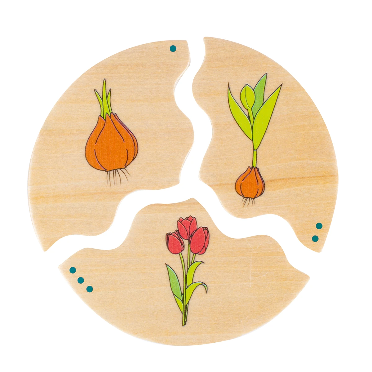 Puzzle de asociere din lemn cu etapele evoluției în natură [4]