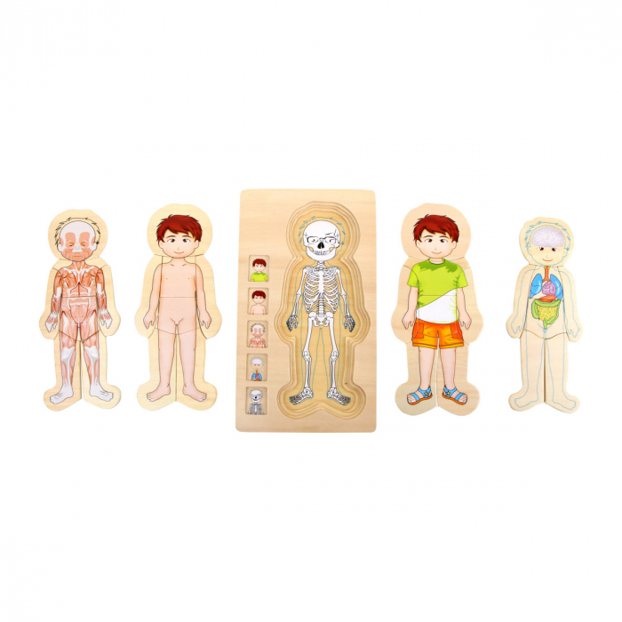 Puzzle multistrat de anatomie - băiat [4]