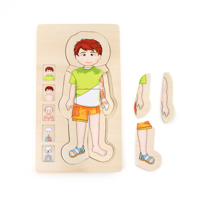 Puzzle multistrat de anatomie - băiat [3]