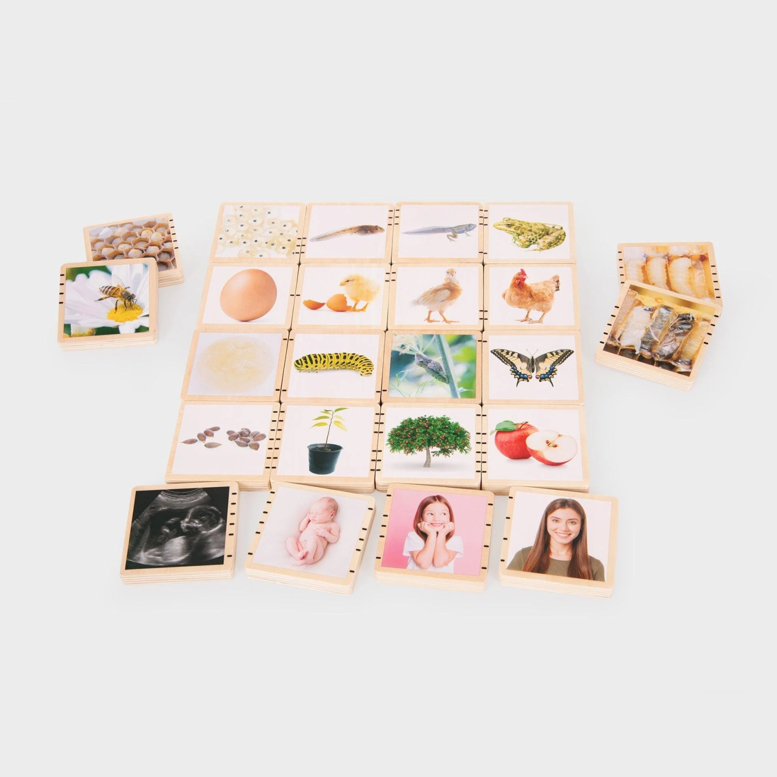 Plăci din lemn cu ciclul de viață [4]