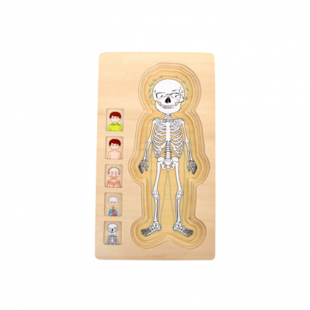 Puzzle multistrat de anatomie - băiat [1]