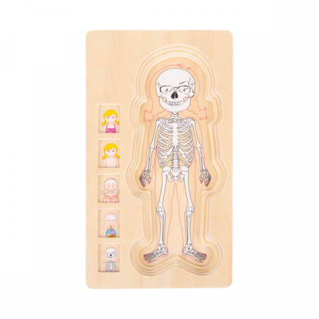 Puzzle multistrat de anatomie - fată [1]