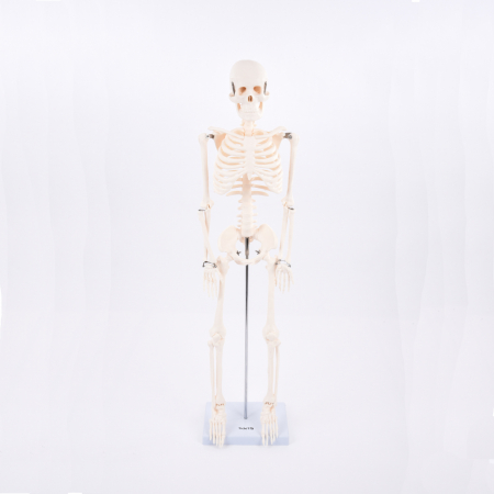 Anatomie - Schelet la jumătate de scară
