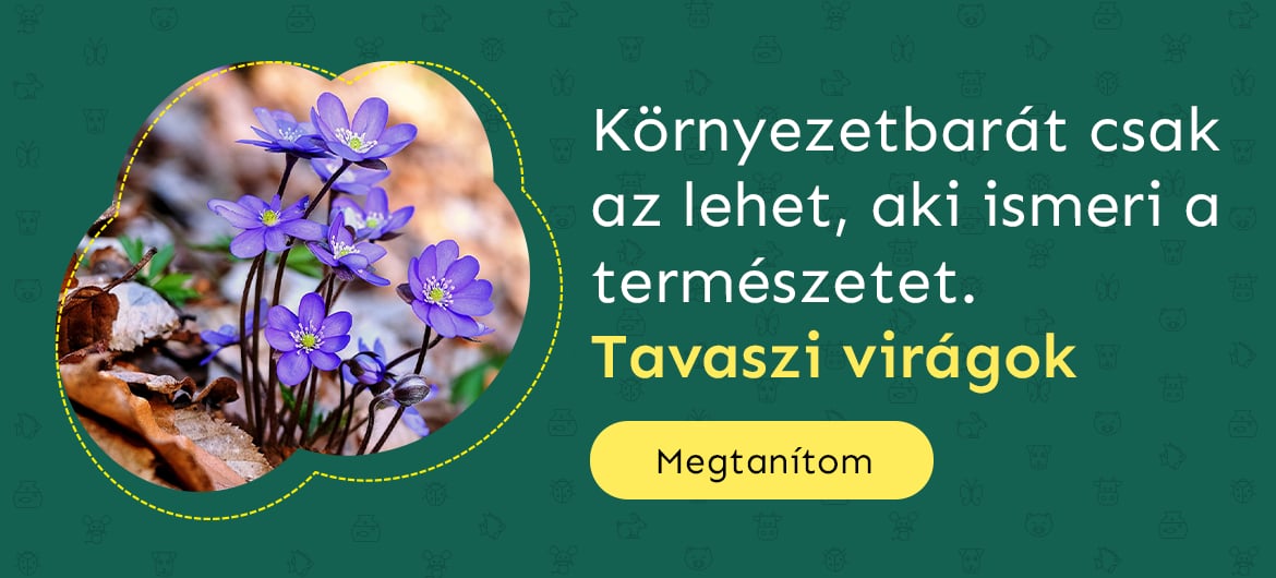 Tavaszi viragok