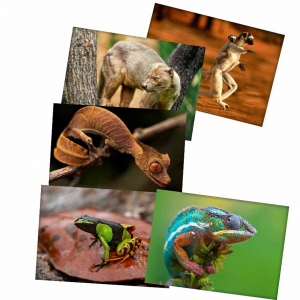 Madagaszkári állatok [1]